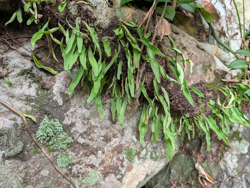 Lepisorus abbreviatus