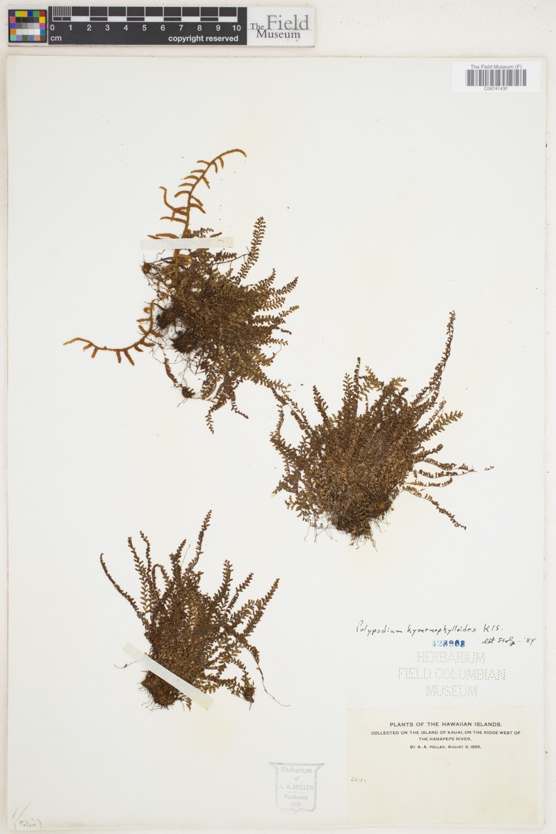 Lepisorus abbreviatus photo 3