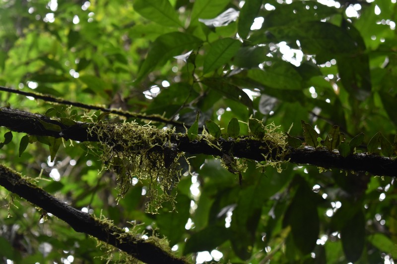 Lepisorus accedens