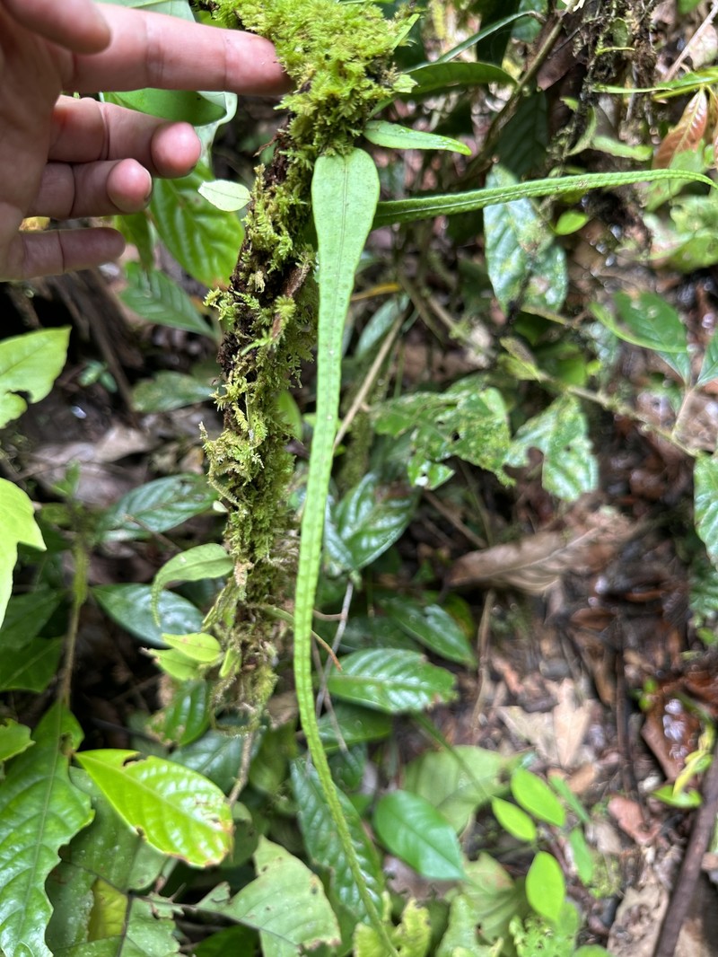 Lepisorus accedens photo 2