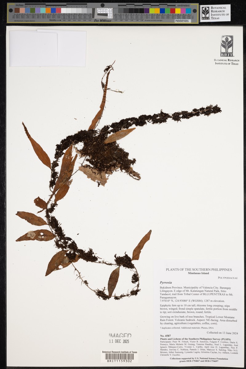 Lepisorus accedens photo 4