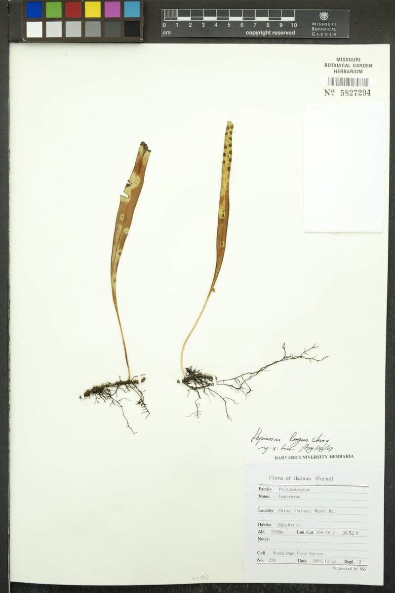 Lepisorus affinis