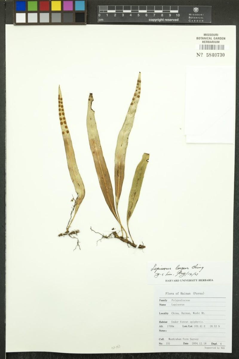 Lepisorus affinis photo 2