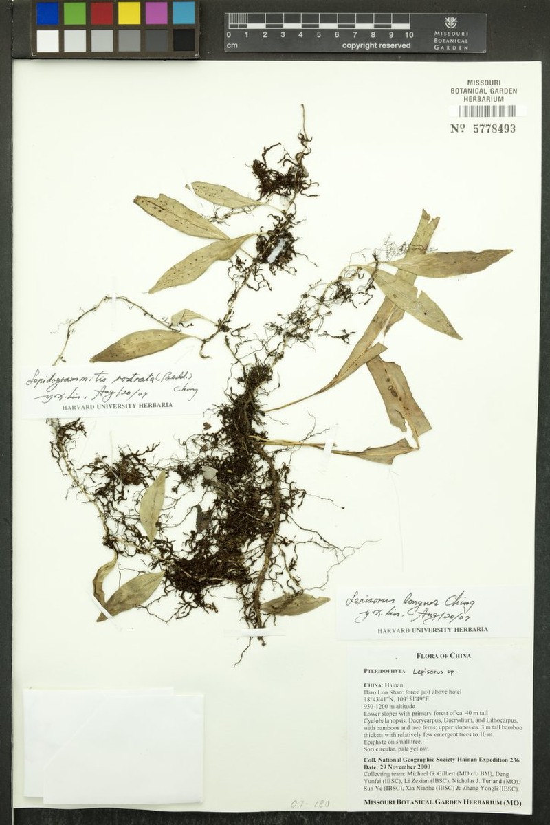 Lepisorus affinis photo 3