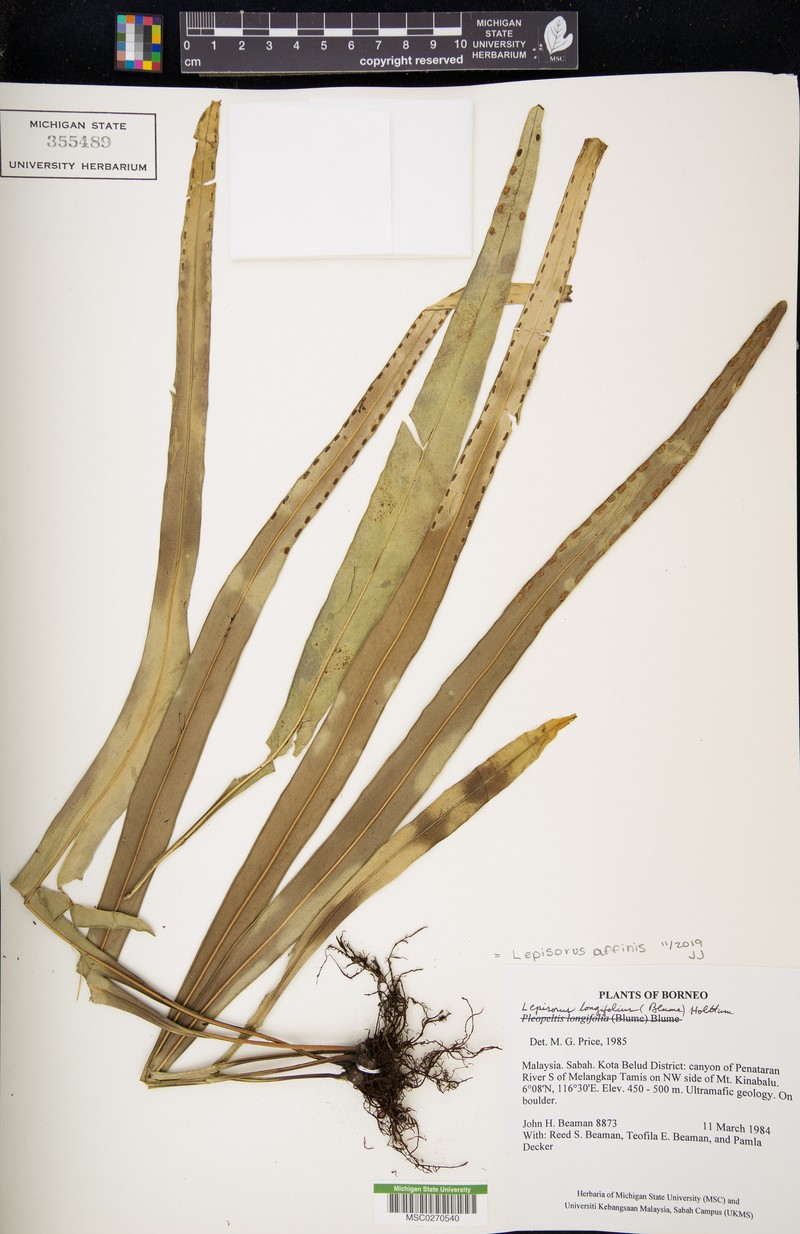 Lepisorus affinis photo 4