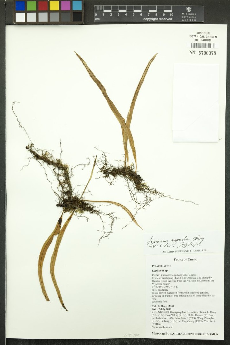 Lepisorus angustus photo 2