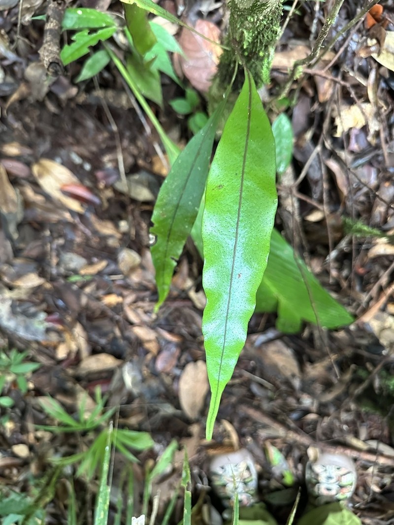 Lepisorus annamensis