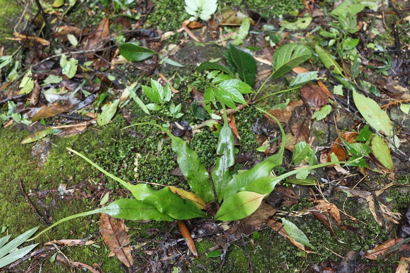 Lepisorus annamensis photo 2