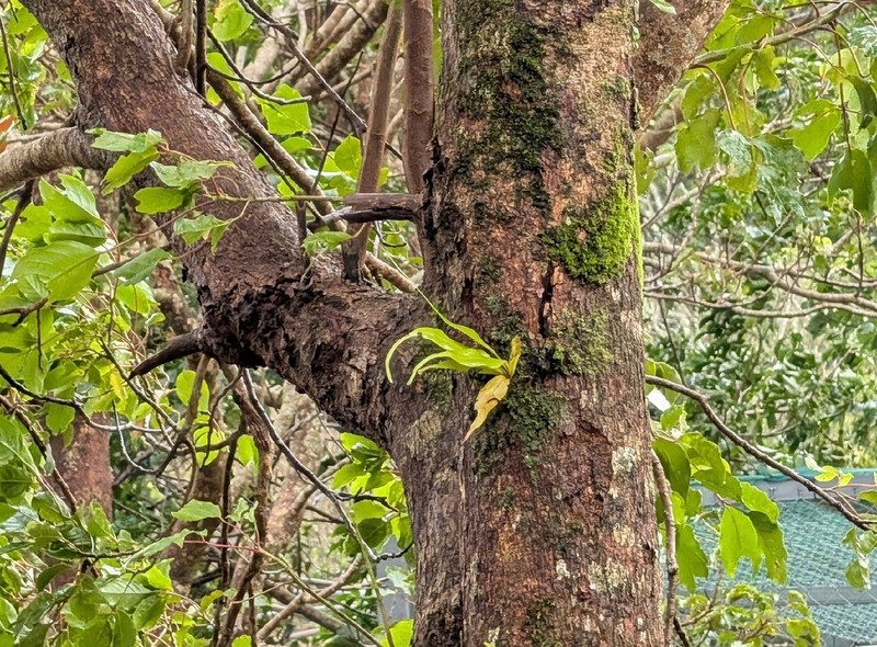 Lepisorus annamensis photo 3