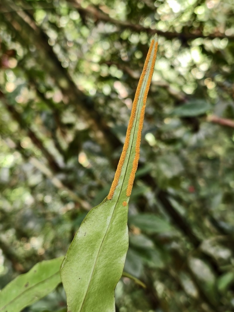 Lepisorus annamensis photo 4