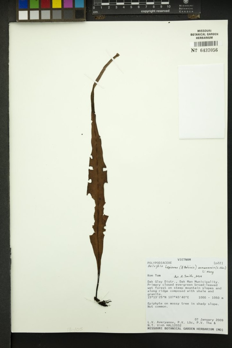 Lepisorus annamensis photo 5