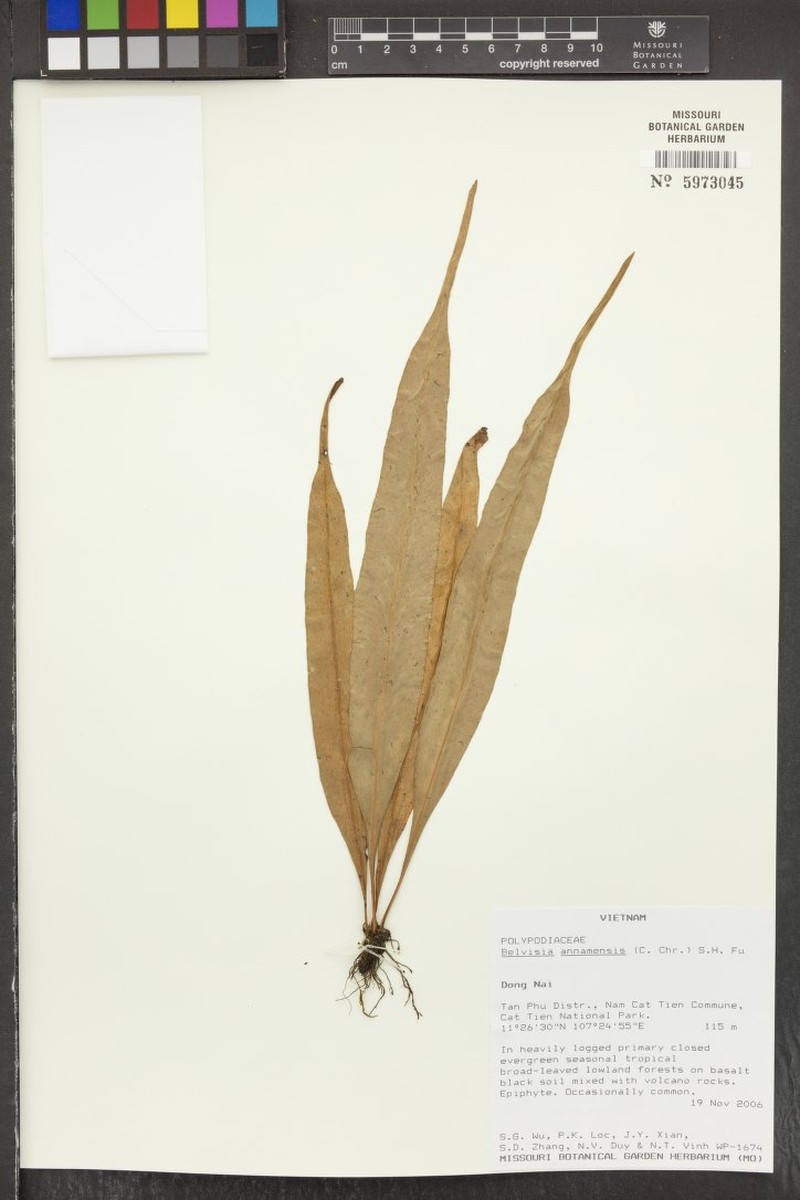 Lepisorus annamensis photo 6