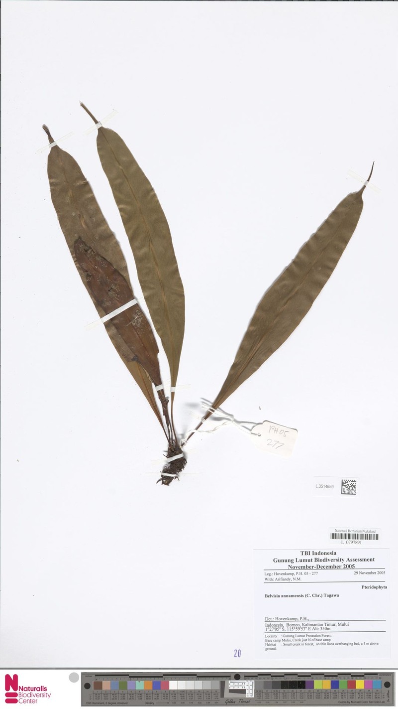 Lepisorus annamensis photo 7