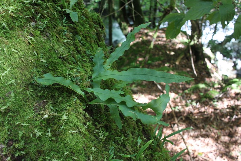 Lepisorus annuifrons photo 2