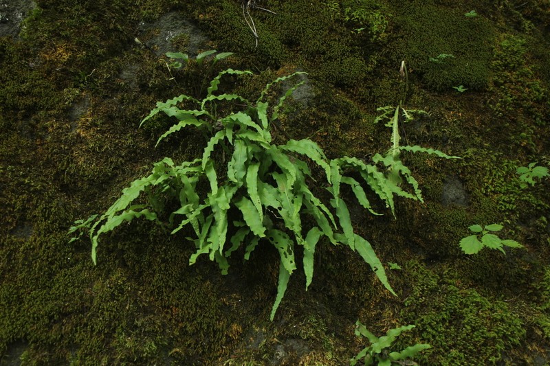 Lepisorus annuifrons photo 3