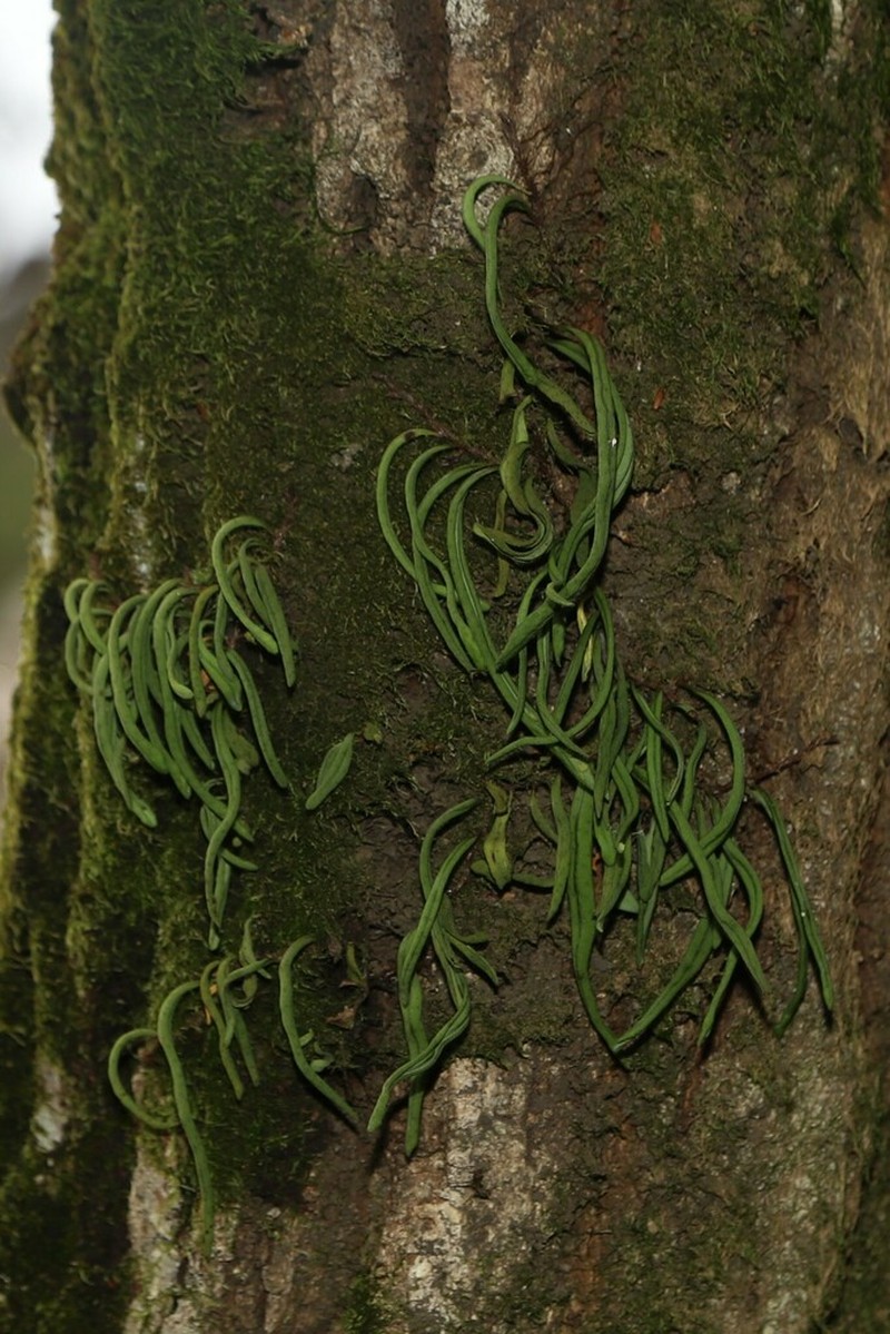 Lepisorus annuifrons photo 4