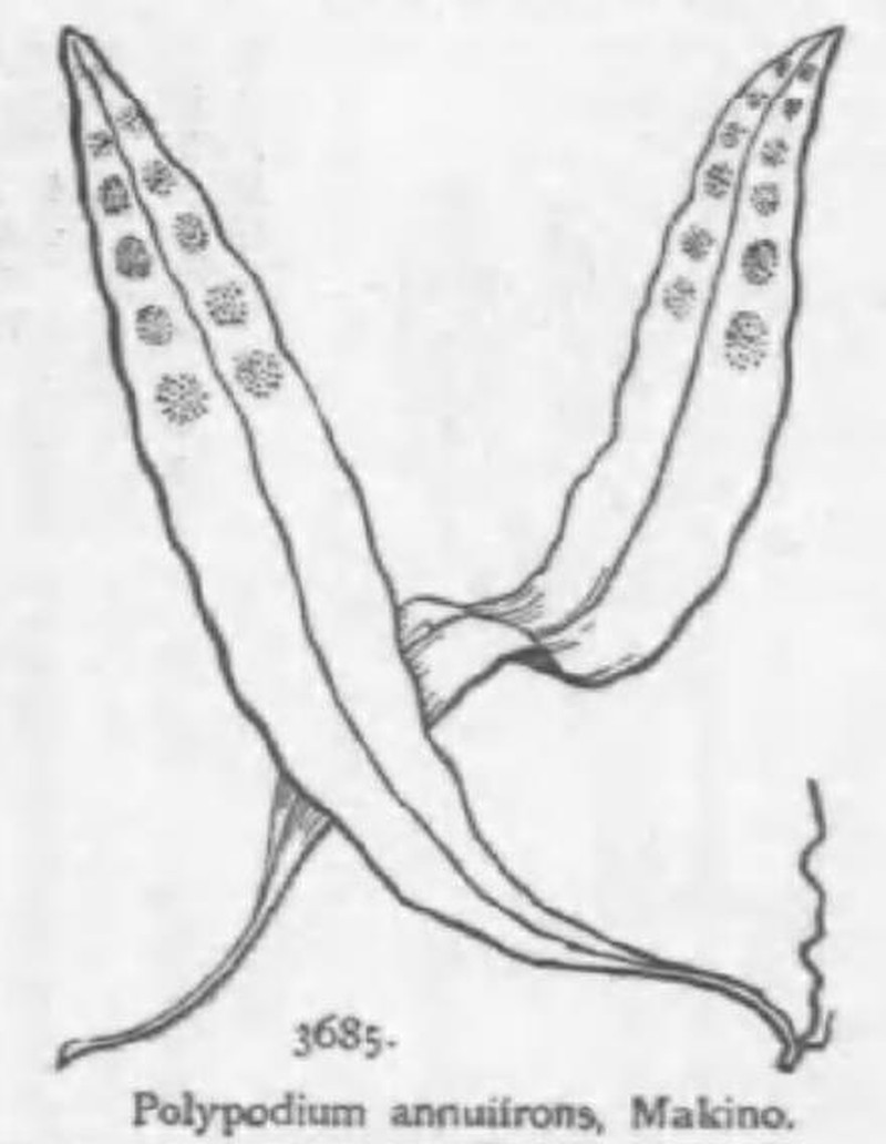 Lepisorus annuifrons