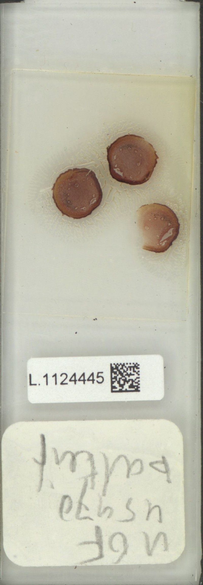 Lepisorus balteiformis