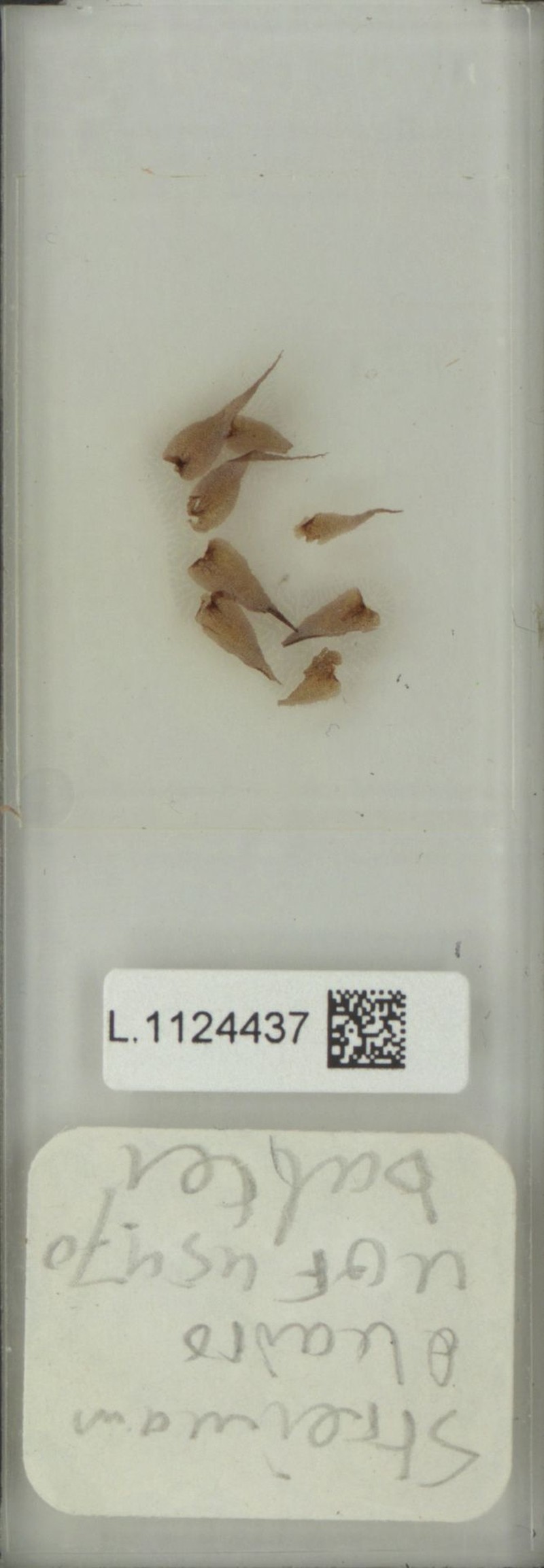 Lepisorus balteiformis photo 2