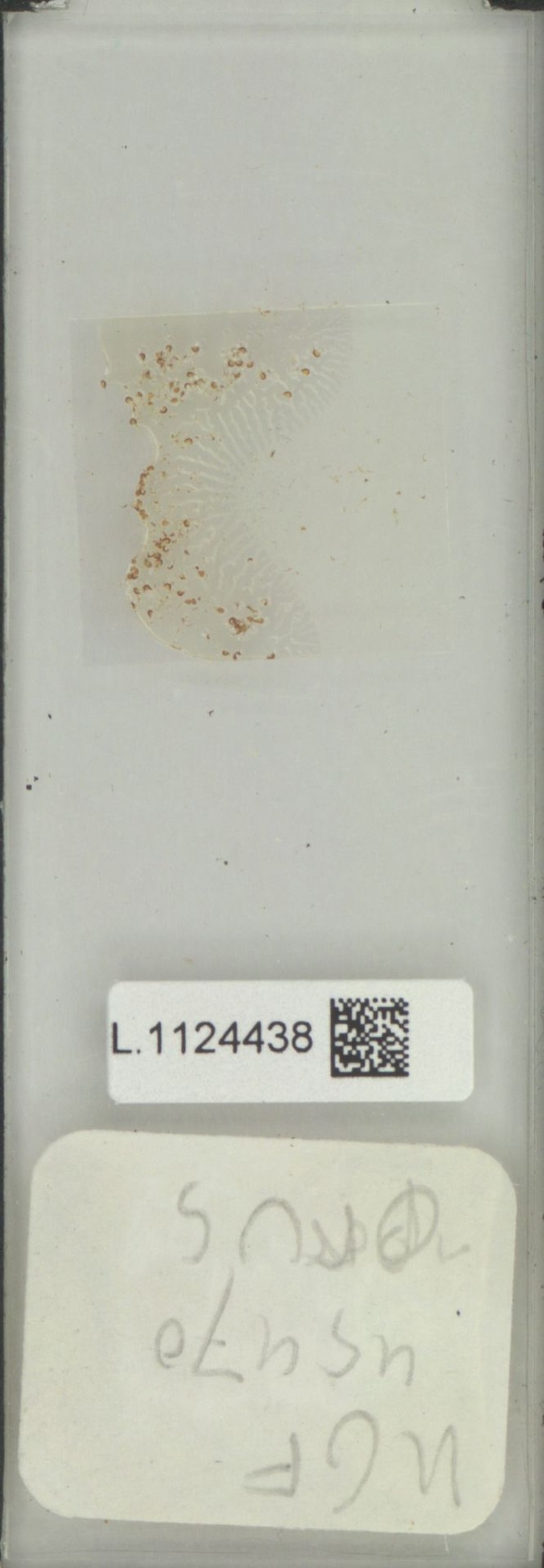 Lepisorus balteiformis photo 3