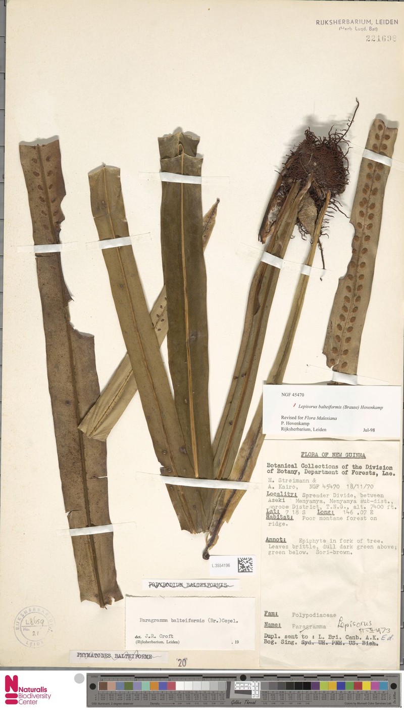 Lepisorus balteiformis photo 4