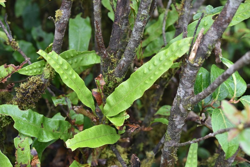 Lepisorus bicolor