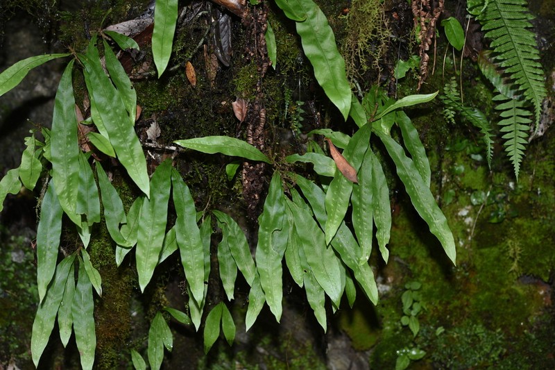 Lepisorus bicolor photo 2