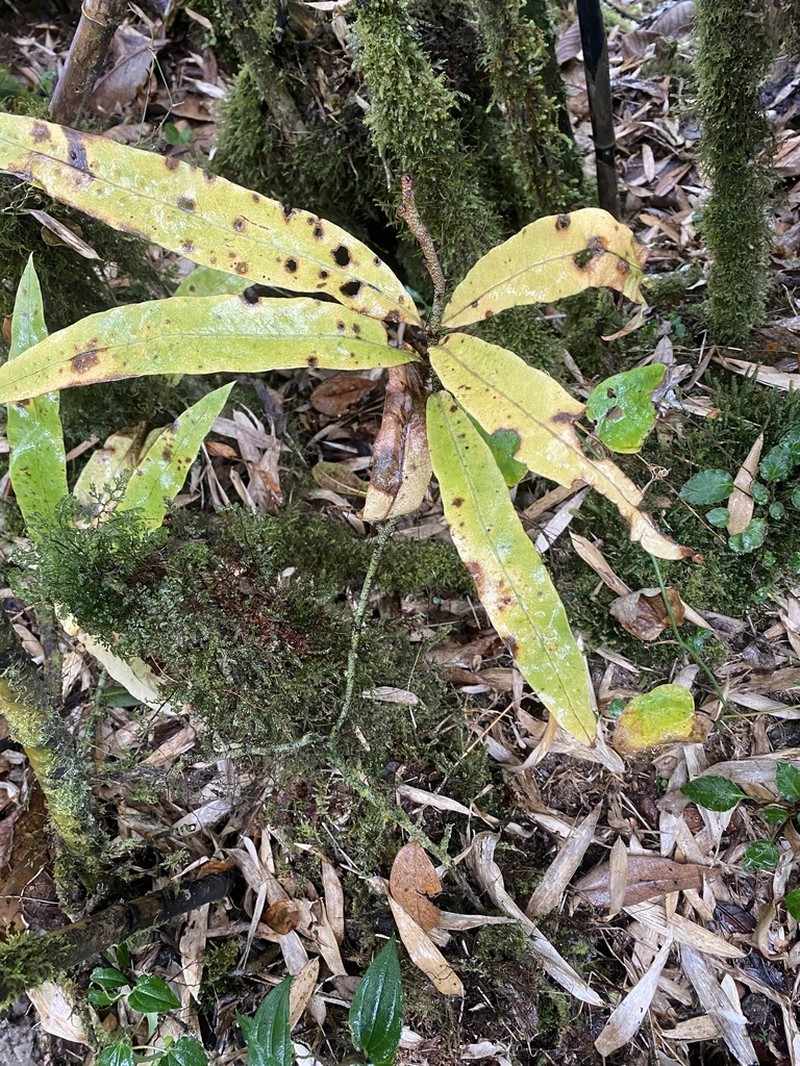 Lepisorus bicolor photo 3