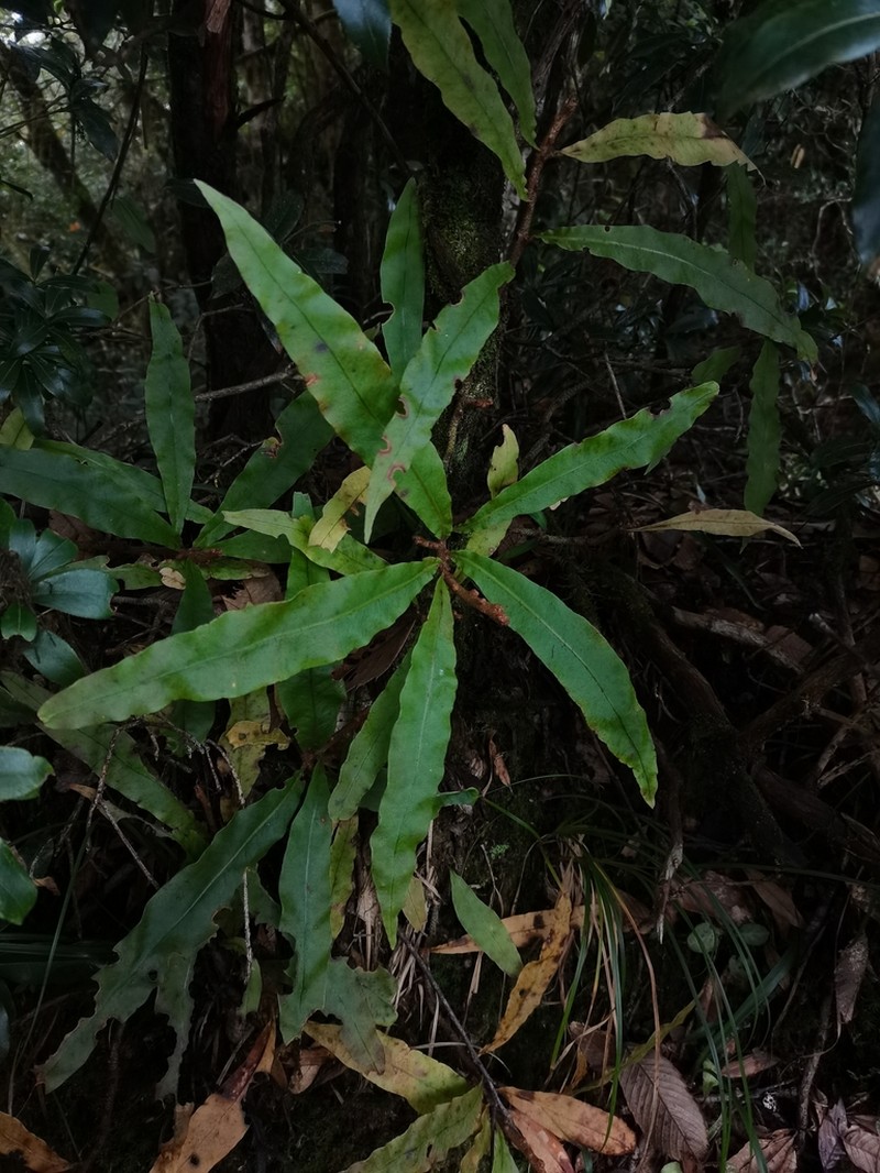 Lepisorus bicolor photo 5