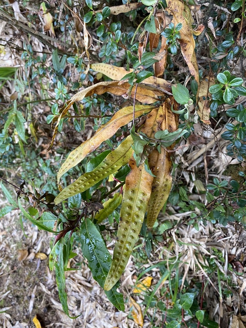 Lepisorus bicolor photo 6