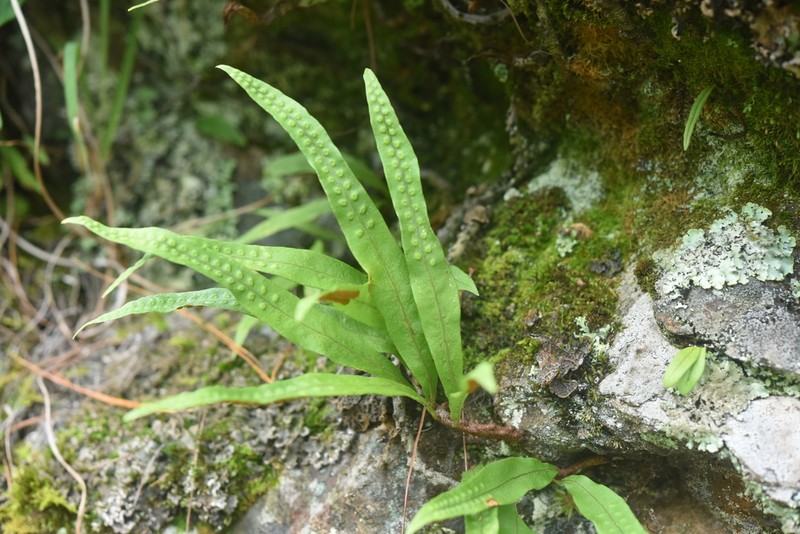 Lepisorus bicolor photo 7