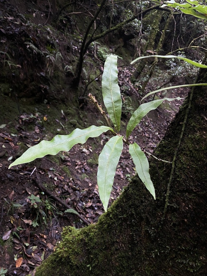 Lepisorus bicolor photo 8