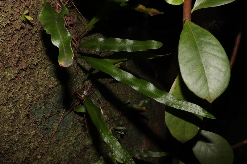Lepisorus boninensis
