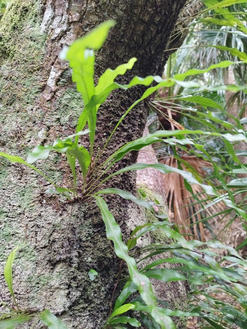 Lepisorus boninensis photo 2