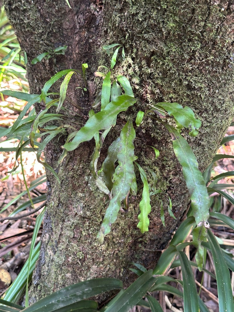 Lepisorus boninensis photo 3