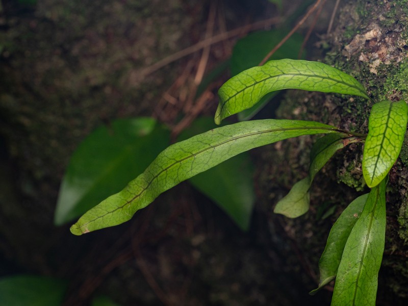 Lepisorus boninensis photo 4