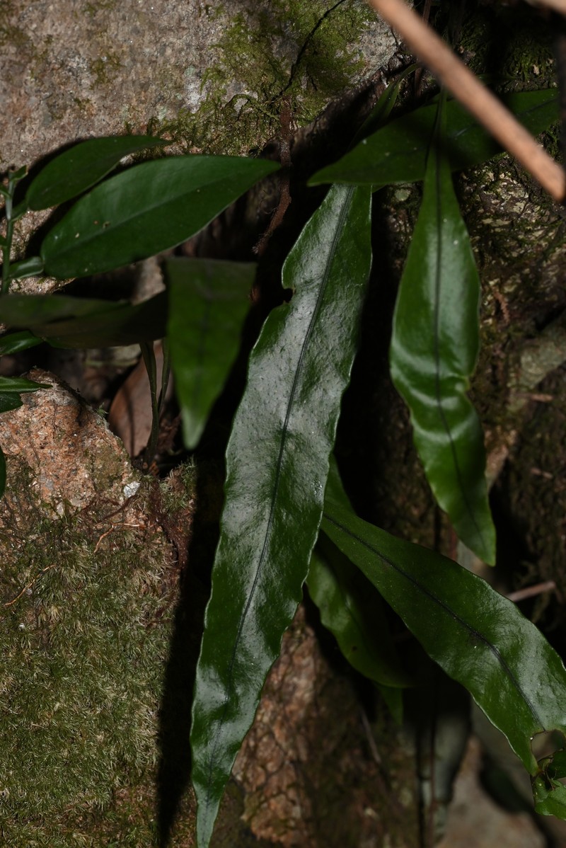 Lepisorus buergerianus