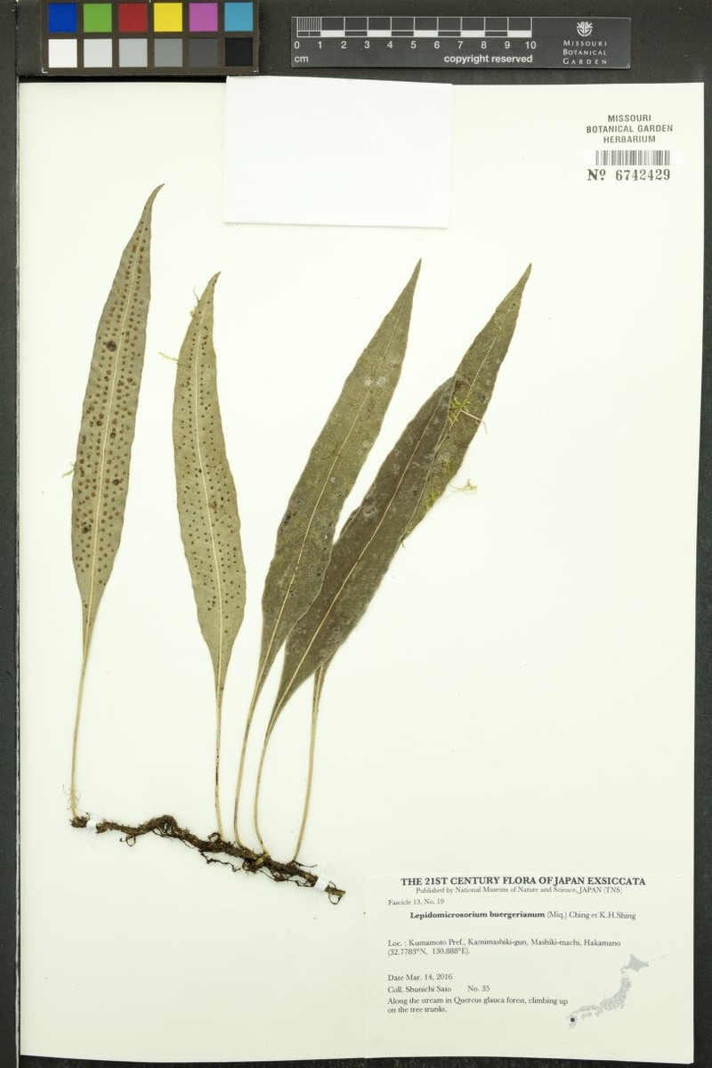 Lepisorus buergerianus photo 3