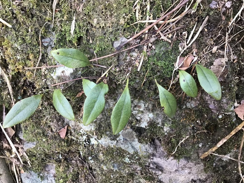 Lepisorus carnosus photo 2