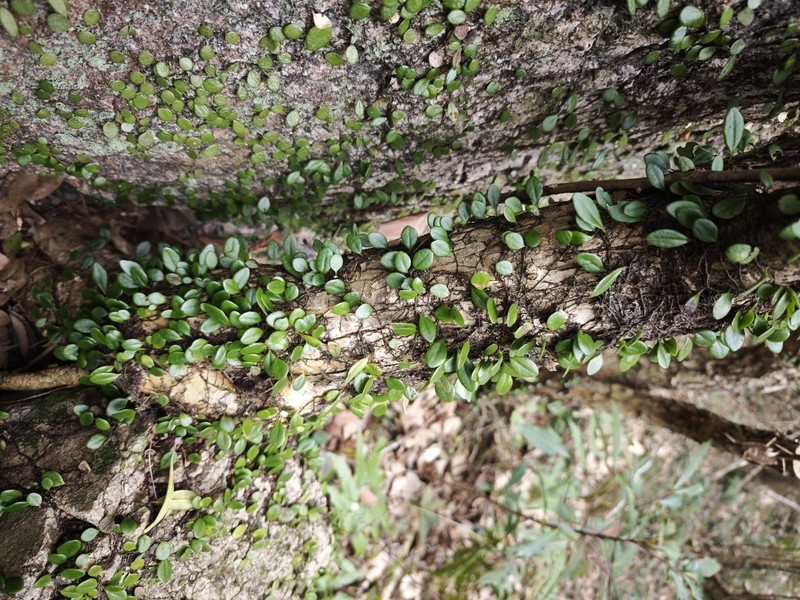 Lepisorus carnosus photo 3