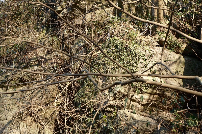 Lepisorus carnosus photo 4