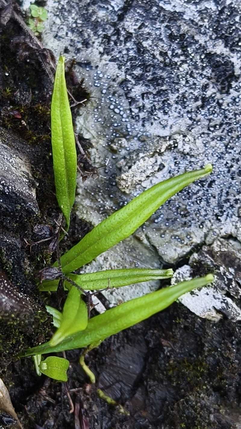 Lepisorus clathratus