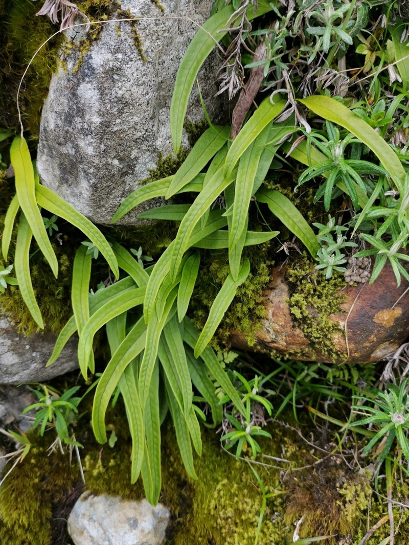 Lepisorus clathratus photo 4