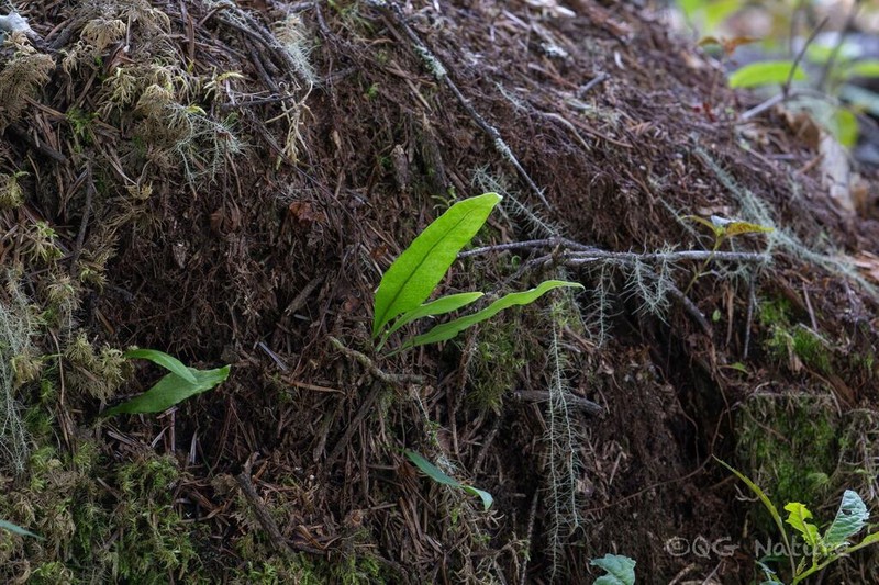 Lepisorus clathratus photo 6