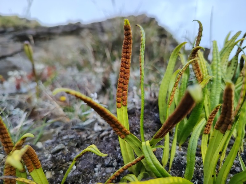 Lepisorus contortus