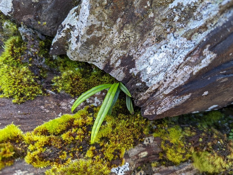 Lepisorus contortus photo 2