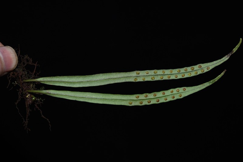 Lepisorus contortus photo 4