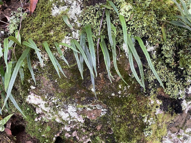 Lepisorus contortus photo 5