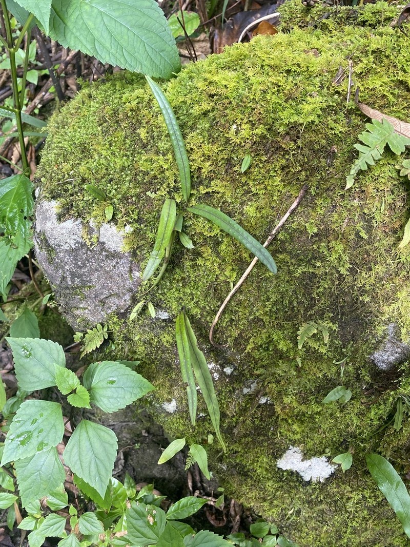 Lepisorus contortus photo 6