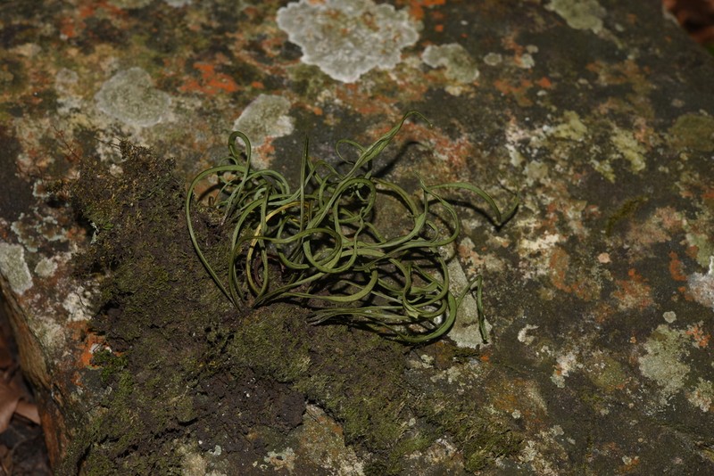 Lepisorus contortus photo 7